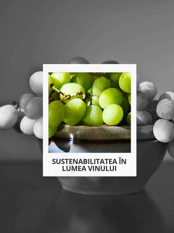 De ce contează sustenabilitatea în lumea vinului?